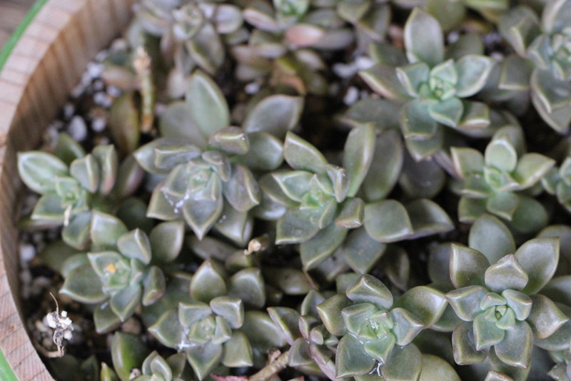 f:id:mimozaai:20180508194454j:plain