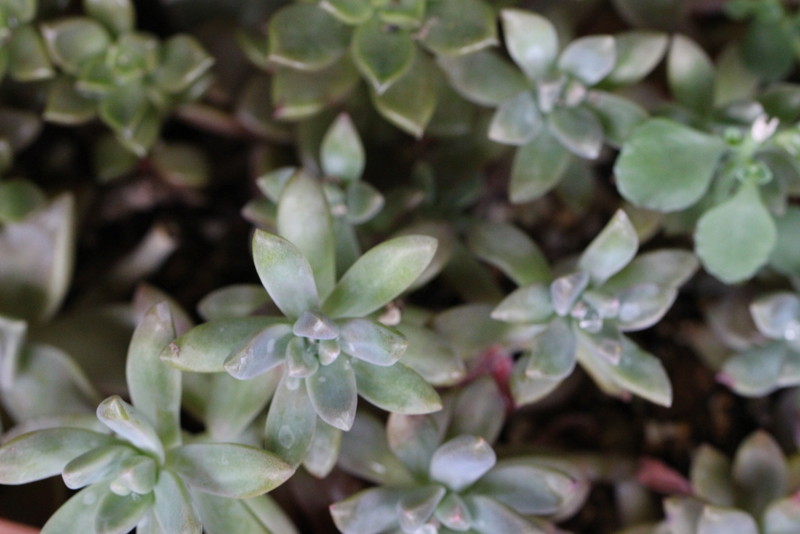 f:id:mimozaai:20180508194511j:plain