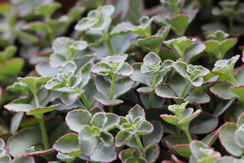 f:id:mimozaai:20180508194948j:plain