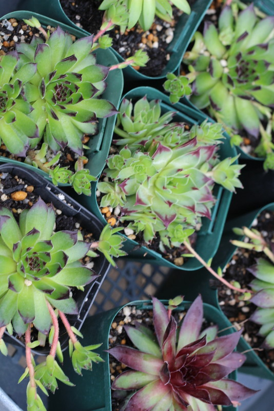 f:id:mimozaai:20180508195011j:plain