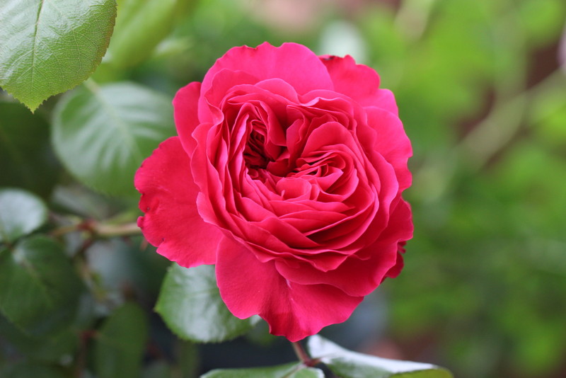 f:id:mimozaai:20180508205520j:plain