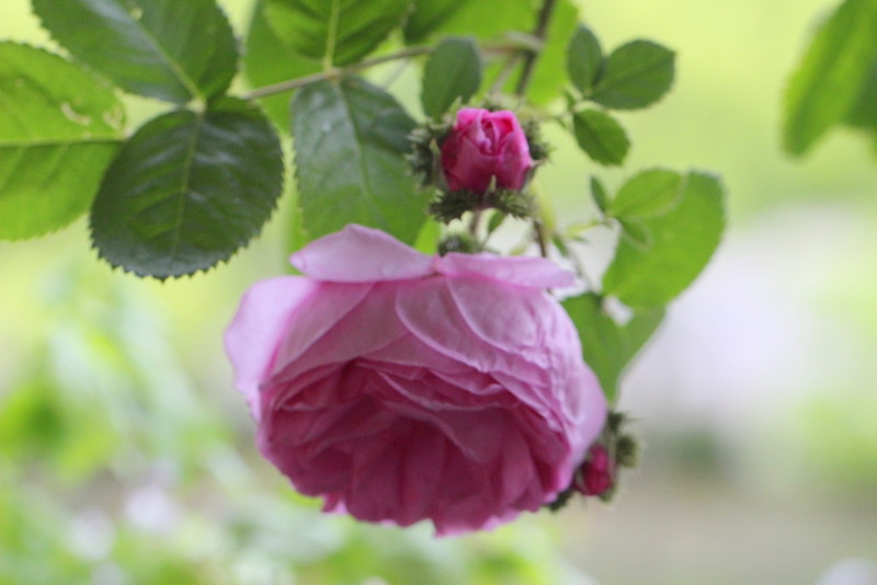 f:id:mimozaai:20180513212139j:plain