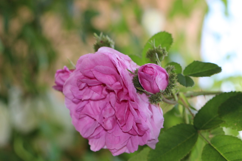 f:id:mimozaai:20180514205230j:plain