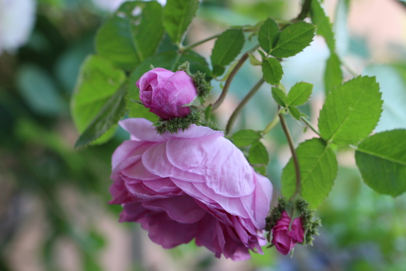 f:id:mimozaai:20180514205335j:plain