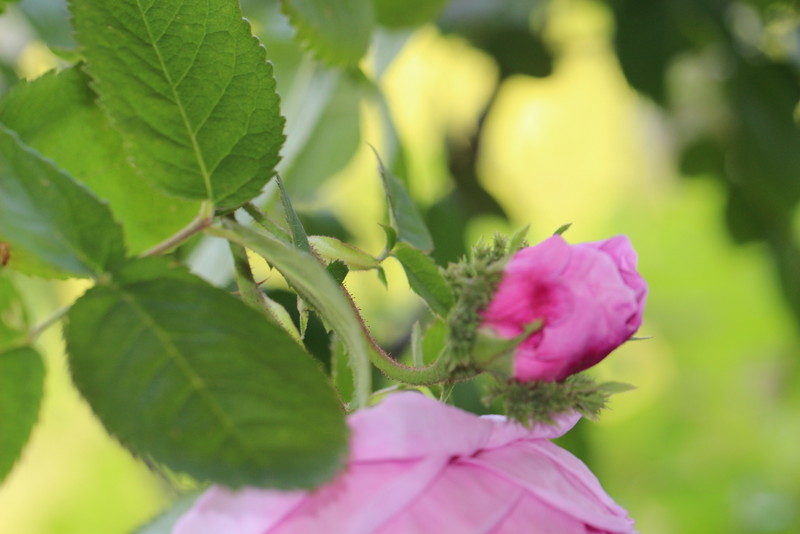 f:id:mimozaai:20180514205353j:plain