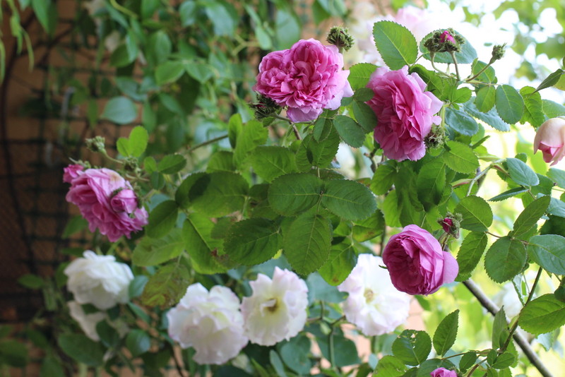 f:id:mimozaai:20180514211129j:plain