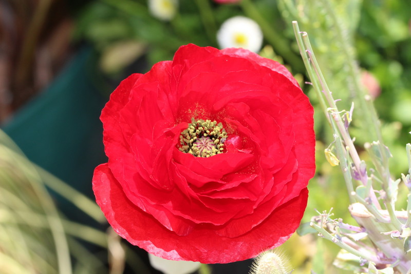 f:id:mimozaai:20180514211559j:plain