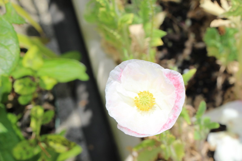 f:id:mimozaai:20180514211643j:plain