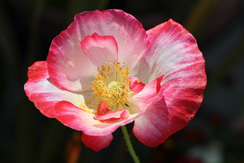 f:id:mimozaai:20180514211728j:plain