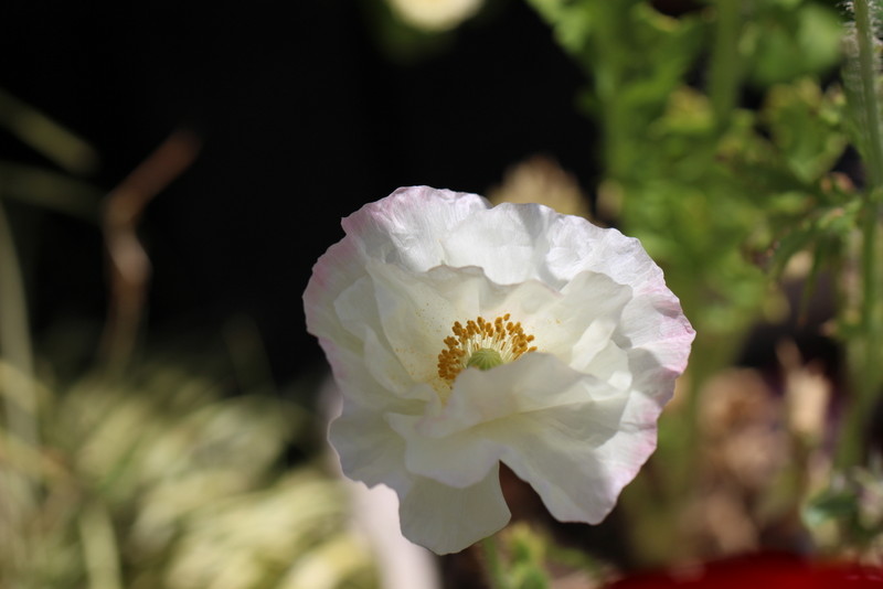 f:id:mimozaai:20180514211810j:plain