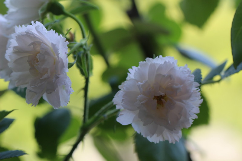 f:id:mimozaai:20180514212303j:plain