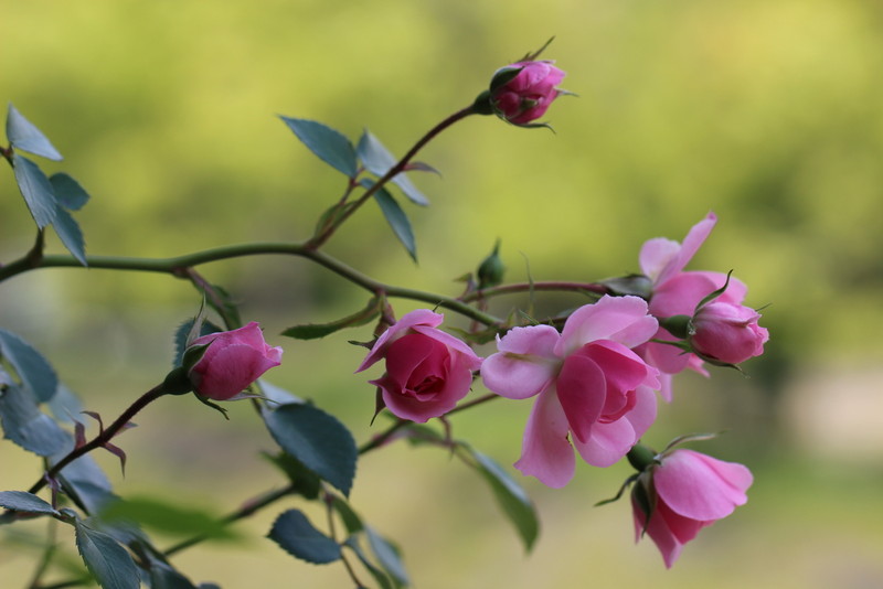 f:id:mimozaai:20180514212342j:plain