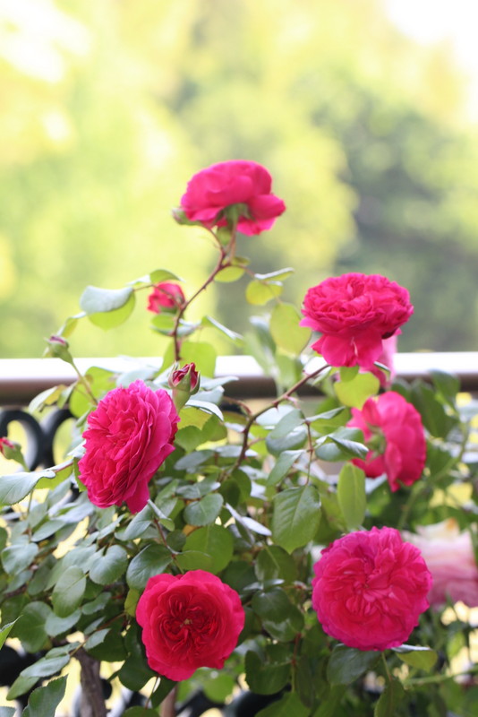 f:id:mimozaai:20180514213200j:plain