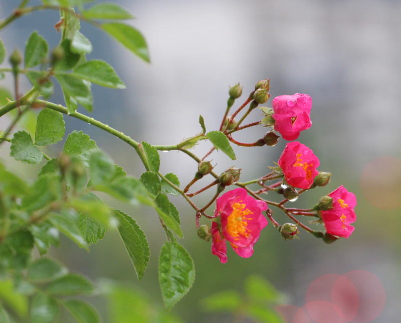 f:id:mimozaai:20180514213244j:plain