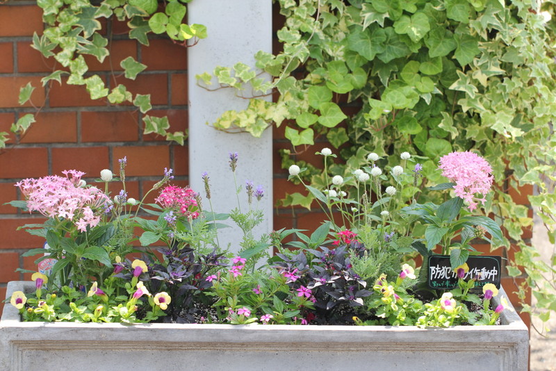 f:id:mimozaai:20180609210514j:plain