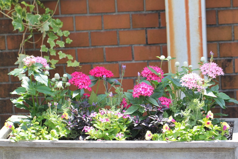 f:id:mimozaai:20180609210635j:plain