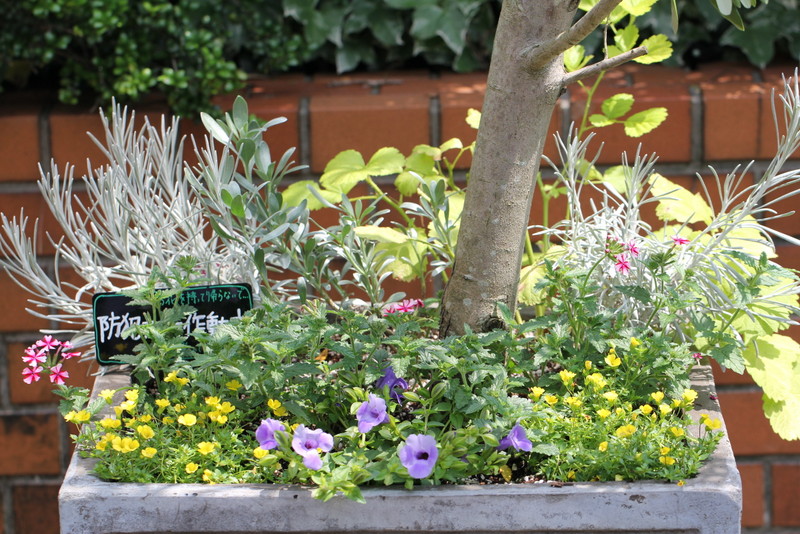 f:id:mimozaai:20180609210650j:plain