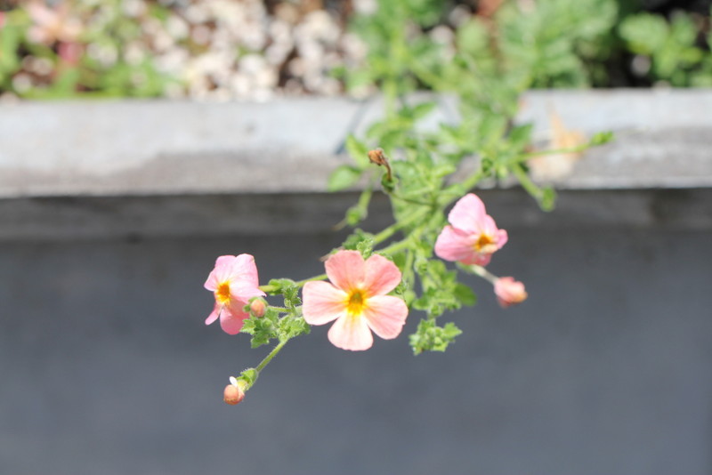 f:id:mimozaai:20180609210746j:plain