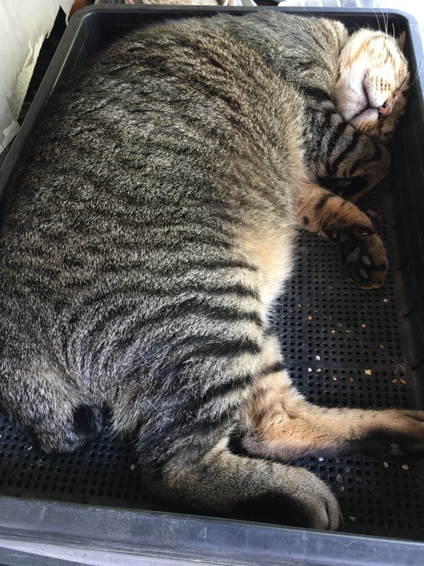 f:id:mimozaai:20180609215741j:plain