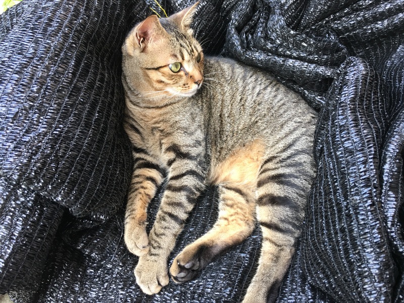 f:id:mimozaai:20180609221011j:plain