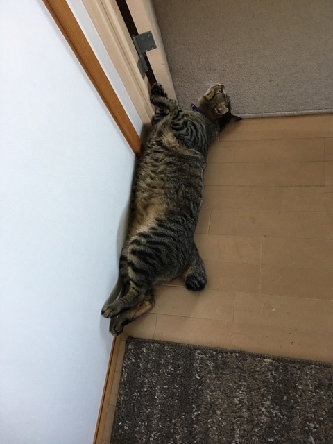 f:id:mimozaai:20180715213207j:plain