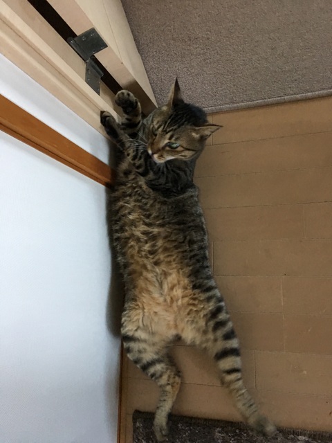 f:id:mimozaai:20180715213221j:plain