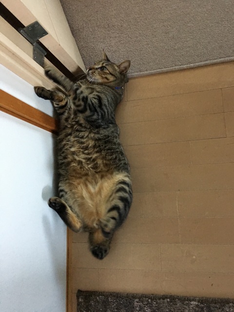 f:id:mimozaai:20180715213232j:plain