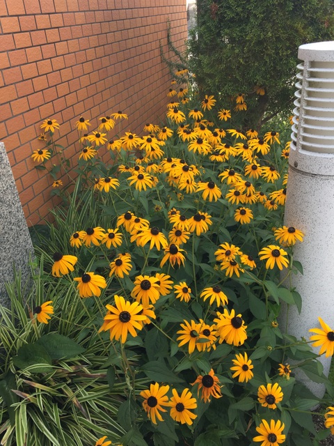 f:id:mimozaai:20180722205805j:plain