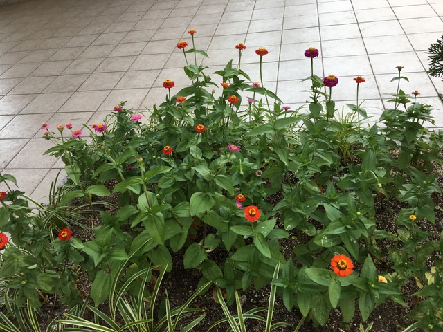 f:id:mimozaai:20180722205949j:plain