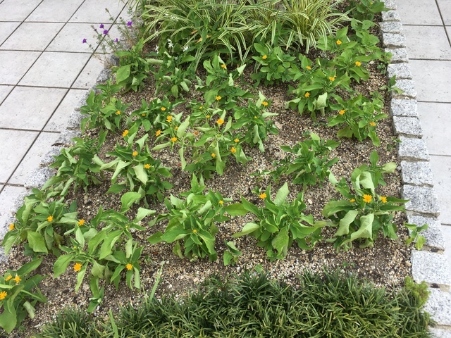 f:id:mimozaai:20180722210011j:plain