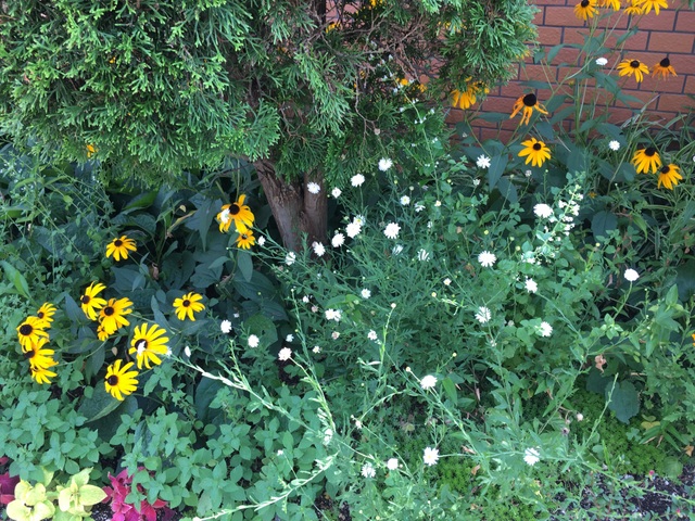 f:id:mimozaai:20180722211135j:plain