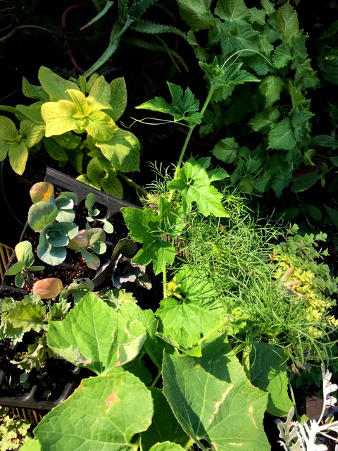 f:id:mimozaai:20180801222831j:plain