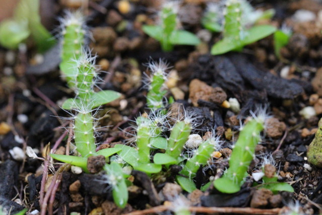 f:id:mimozaai:20180806193912j:plain