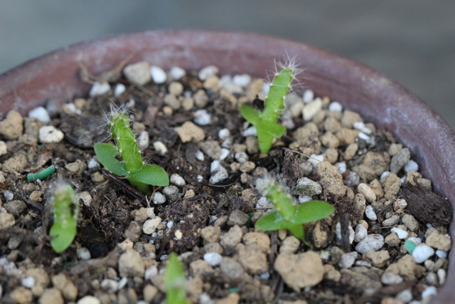 f:id:mimozaai:20180806193926j:plain