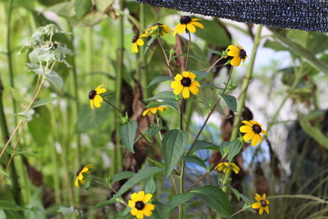 f:id:mimozaai:20180806193943j:plain