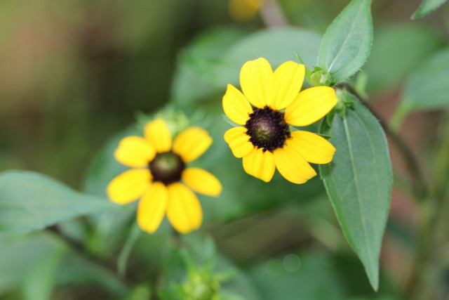 f:id:mimozaai:20180806193953j:plain