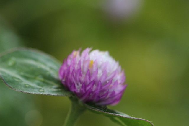 f:id:mimozaai:20180806194008j:plain