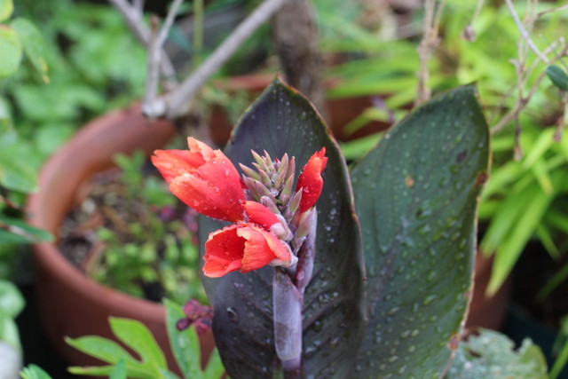 f:id:mimozaai:20180806194027j:plain