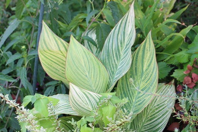 f:id:mimozaai:20180806194042j:plain