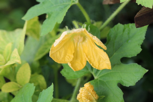 f:id:mimozaai:20180806194133j:plain