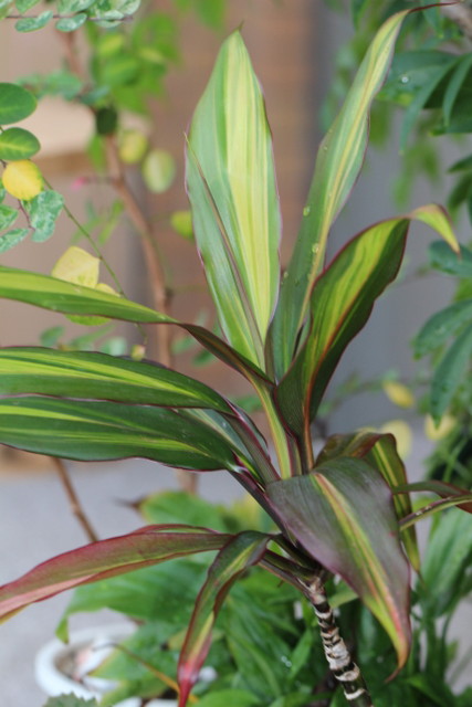 f:id:mimozaai:20180806194203j:plain