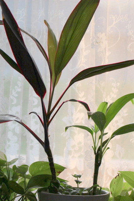 f:id:mimozaai:20180806194215j:plain