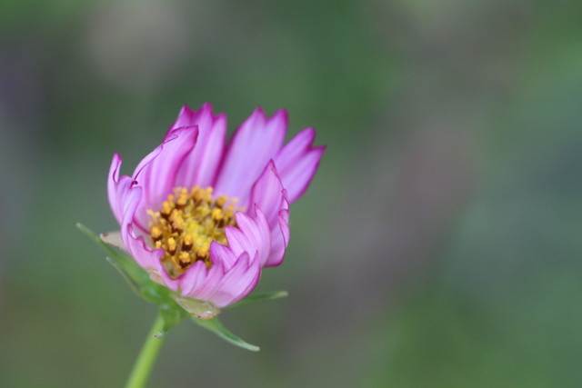 f:id:mimozaai:20180806194230j:plain