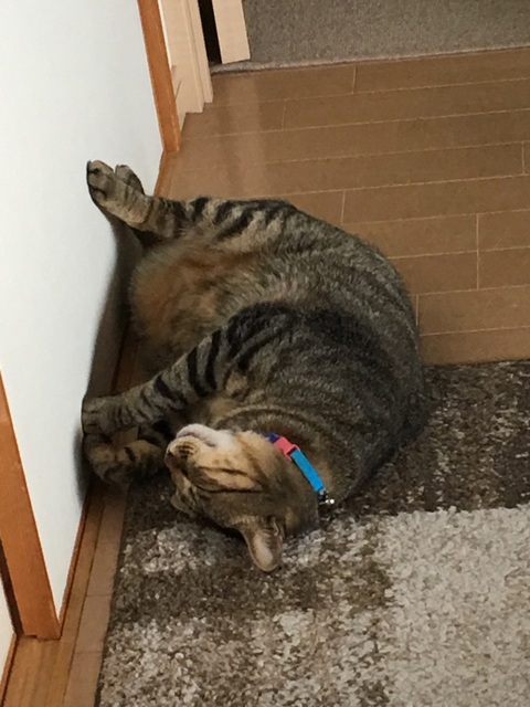 f:id:mimozaai:20180806194848j:plain