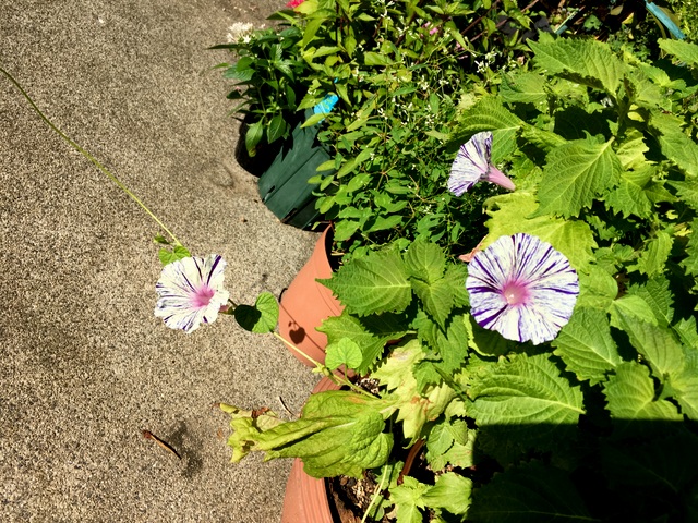 f:id:mimozaai:20180818204556j:plain