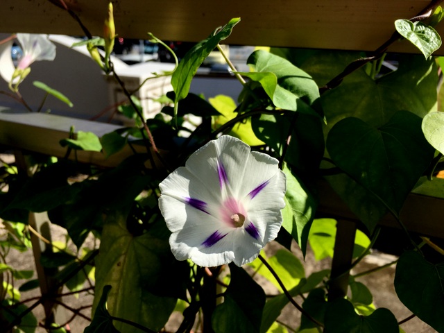 f:id:mimozaai:20180818204612j:plain