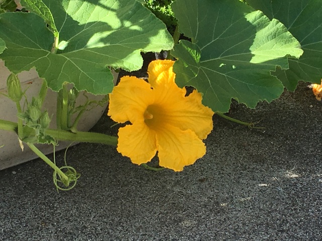 f:id:mimozaai:20180818213838j:plain