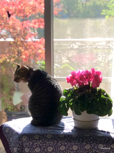 f:id:mimozaai:20181109203321j:plain