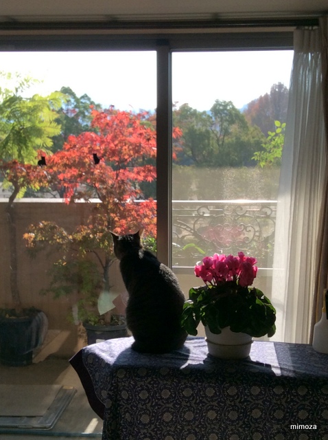 f:id:mimozaai:20181109203344j:plain