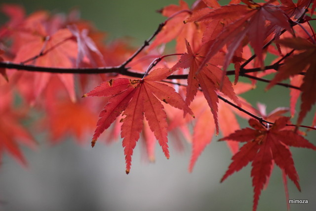 f:id:mimozaai:20181113190950j:plain